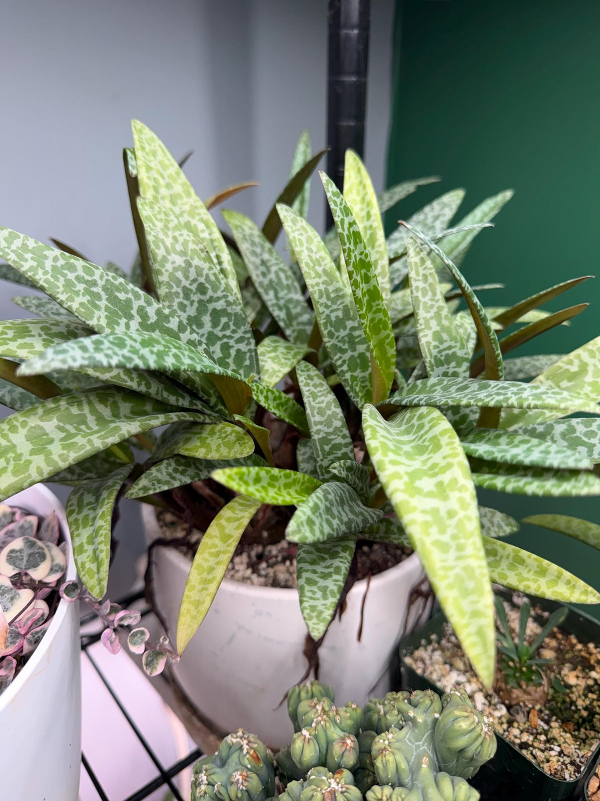Large Mature Silver Squill – Ledebouria socialis | Exact Plant