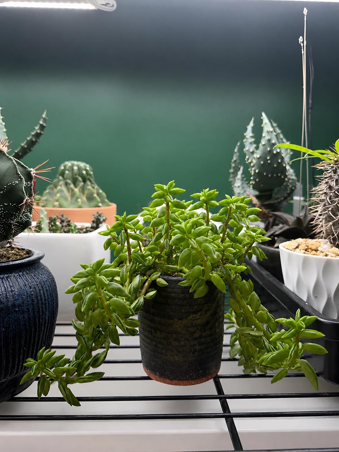 Mature Peperomia nivalis – Trailing Live Plant in Ceramic Pot