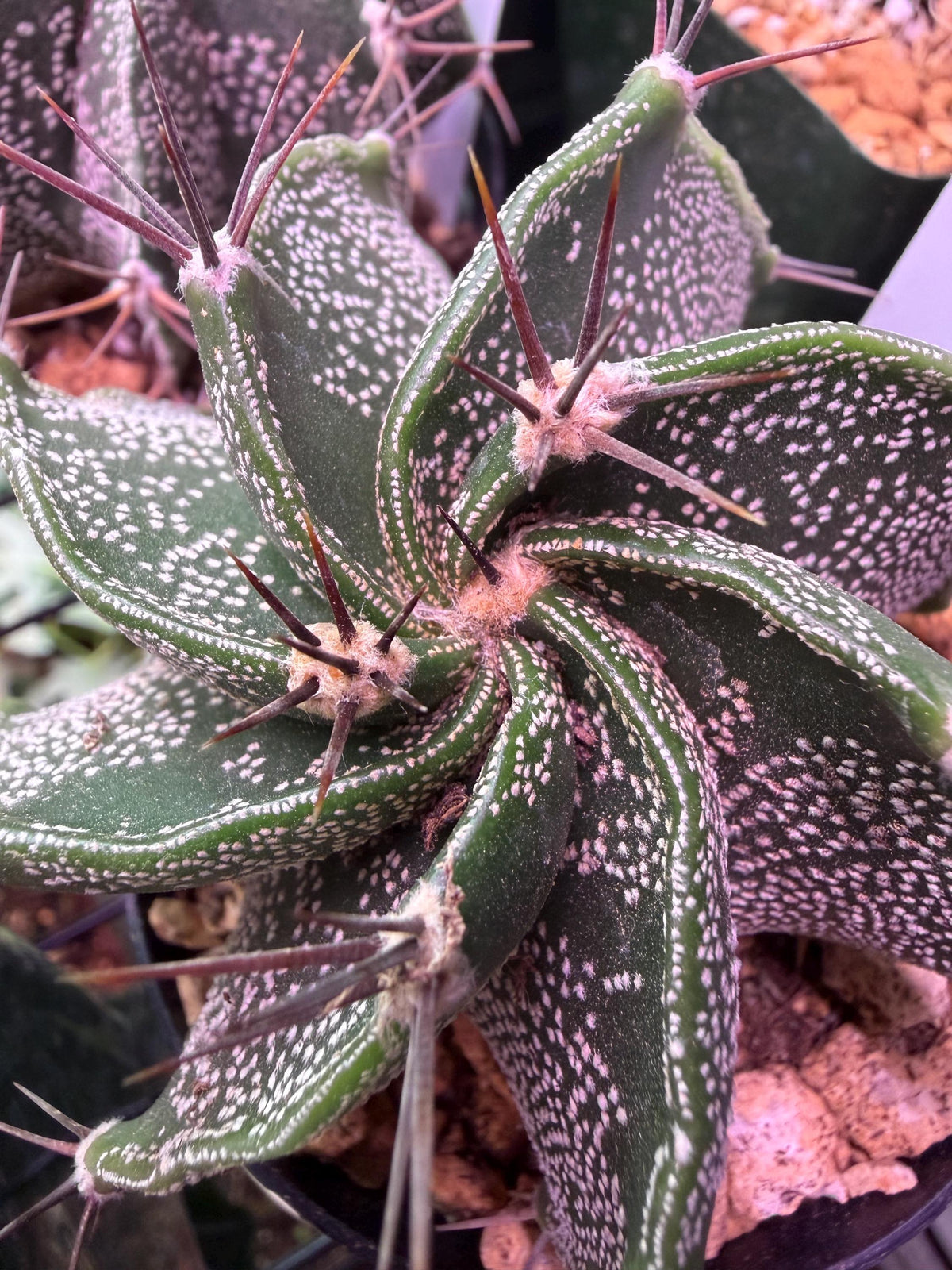 Monk’s Hood Cactus – Astrophytum ornatum 4” Live Cactus