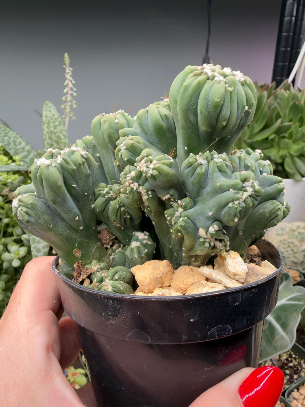 Ming Thing Cactus — Cereus forbesii Monstrose