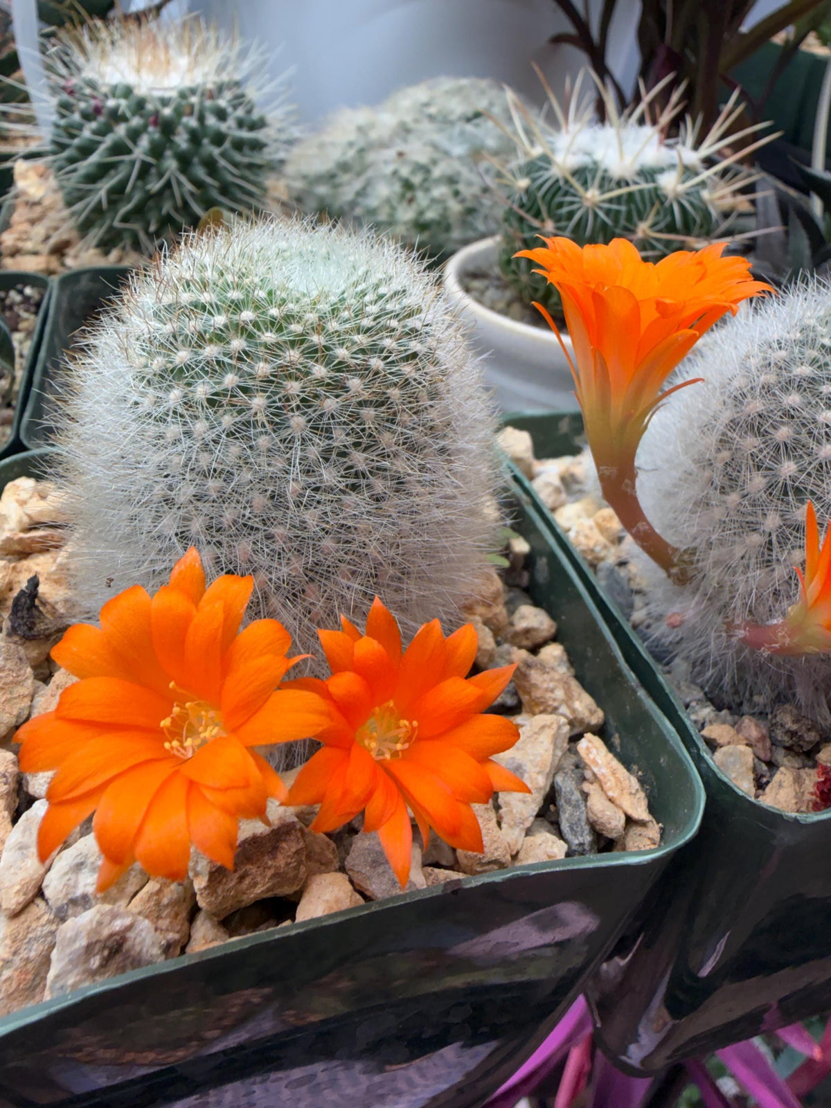 Rebutia muscula – Powder Puff Cactus Live Plant