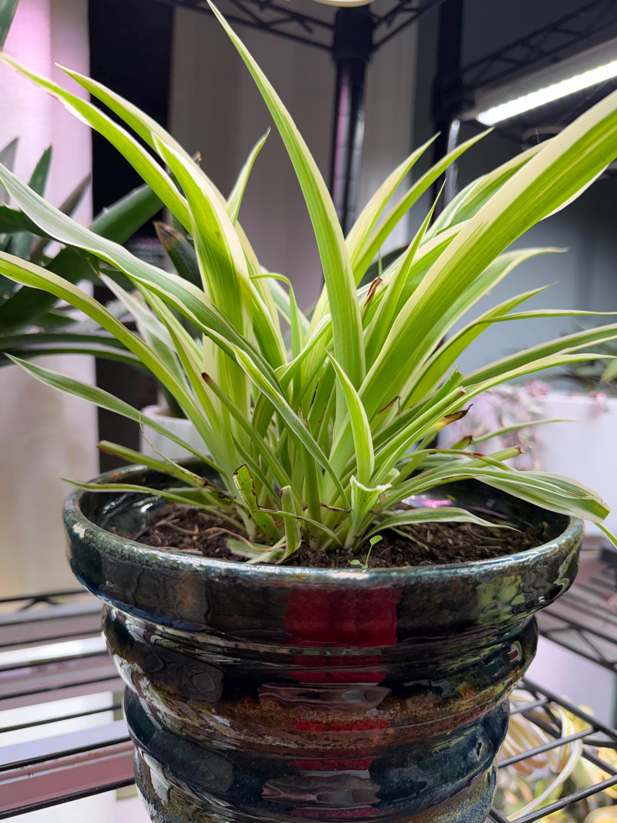 Mature Variegated Spider Plant + Handmade Ceramic Planter | Exact Plant