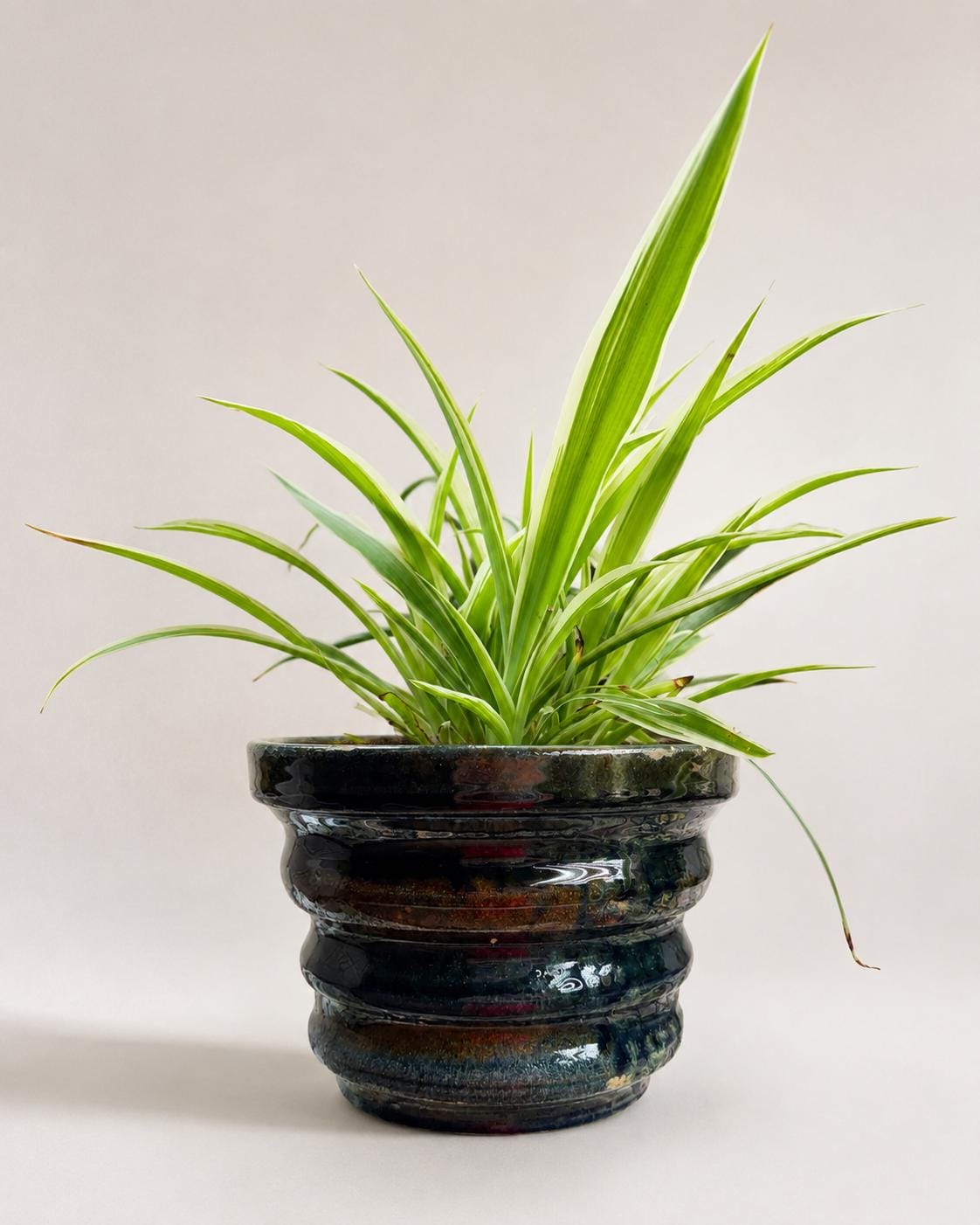 Mature Variegated Spider Plant + Handmade Ceramic Planter | Exact Plant