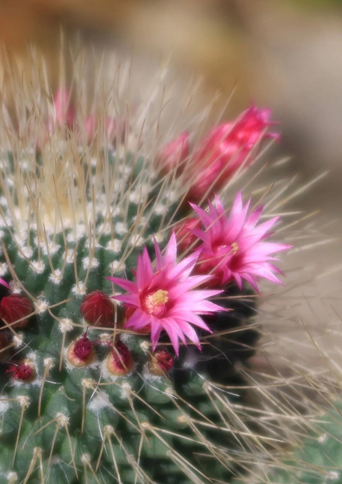 Un Pico Cactus – Mammillaria spinosissima ‘Un Pico’ | 4” Live Cactus