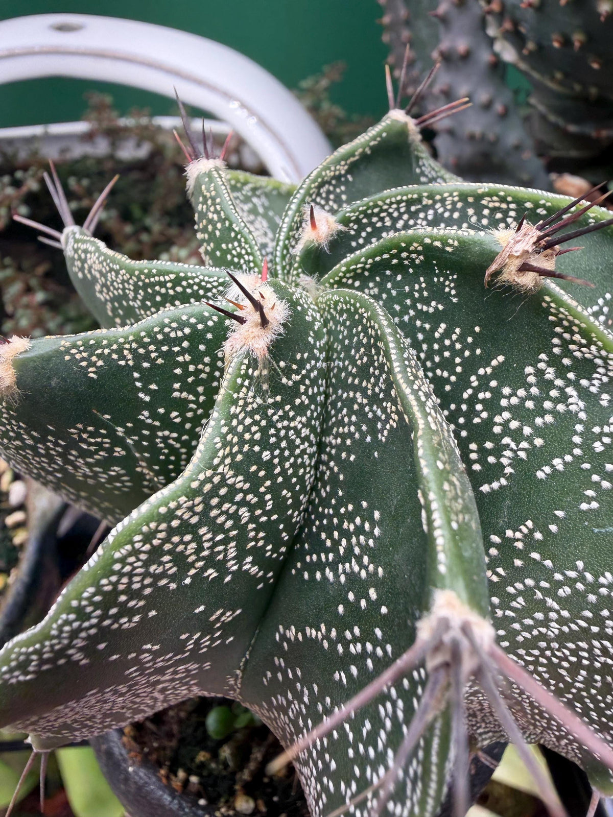 Mature Astrophytum Ornatum Cactus + Handmade Charcoal Ceramic Planter | Exact Plant