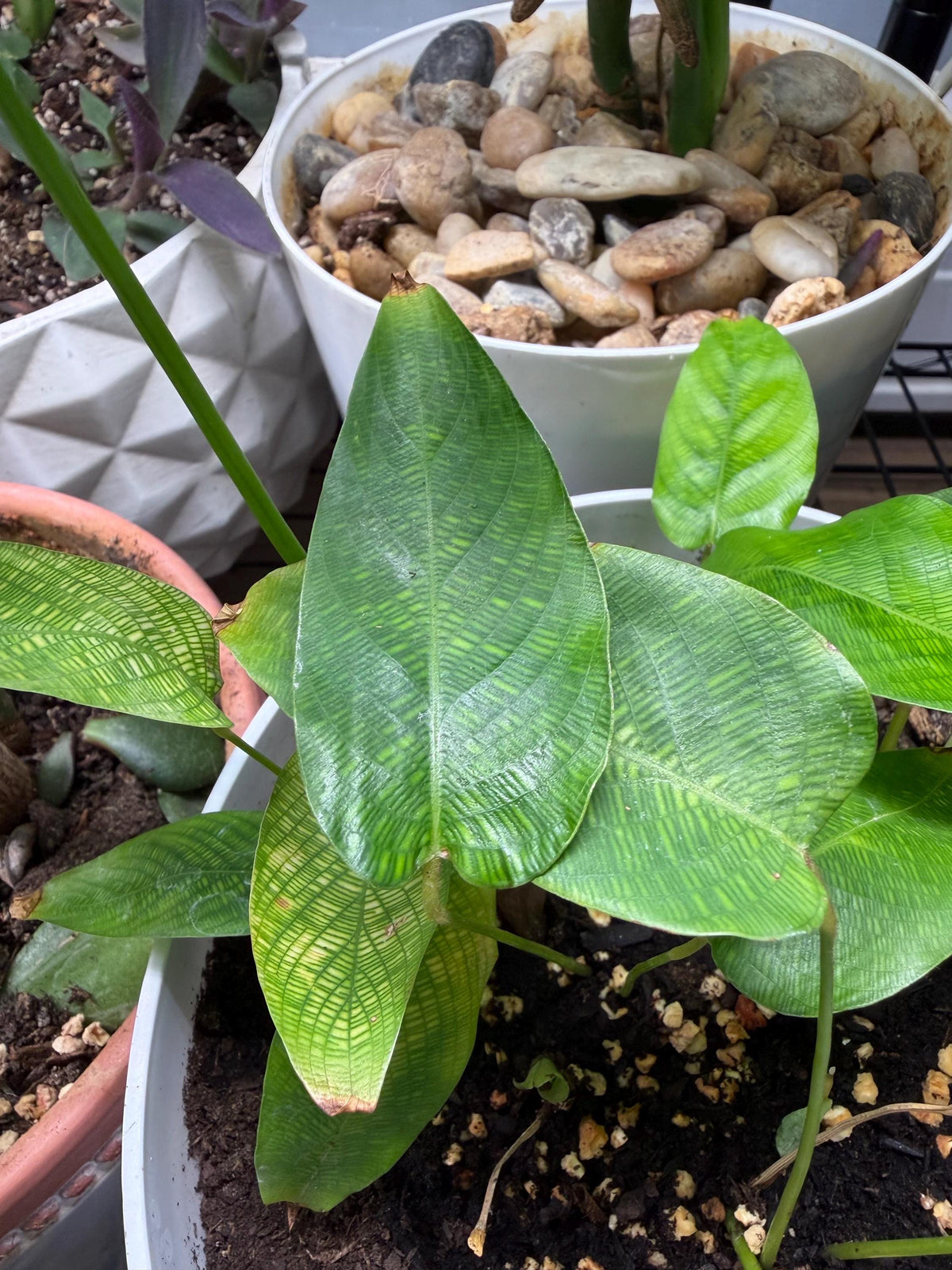Calathea Mosaica 6” Rare Exotic Houseplant | Naturally Marked Collector Plant