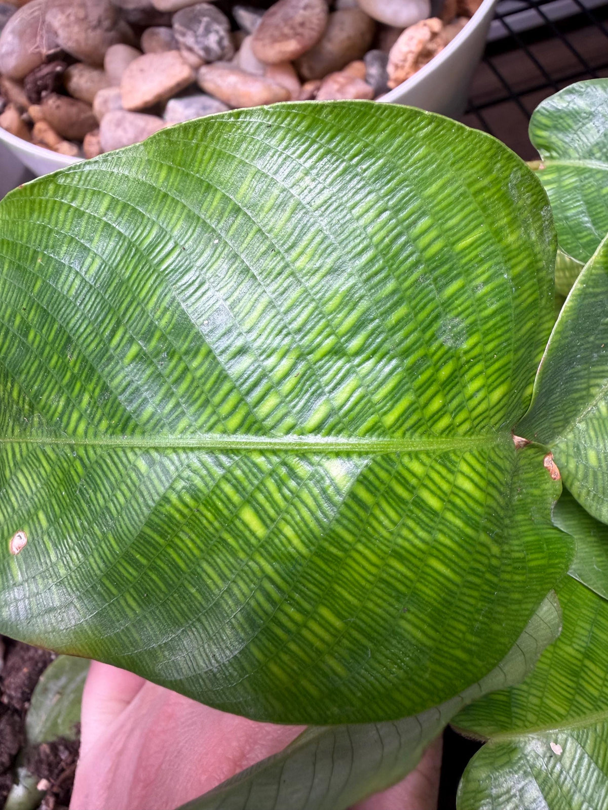Calathea Mosaica 6” Rare Exotic Houseplant | Naturally Marked Collector Plant