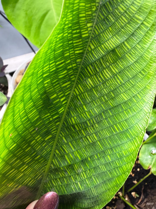 Calathea Mosaica 6” Rare Exotic Houseplant | Naturally Marked Collector Plant