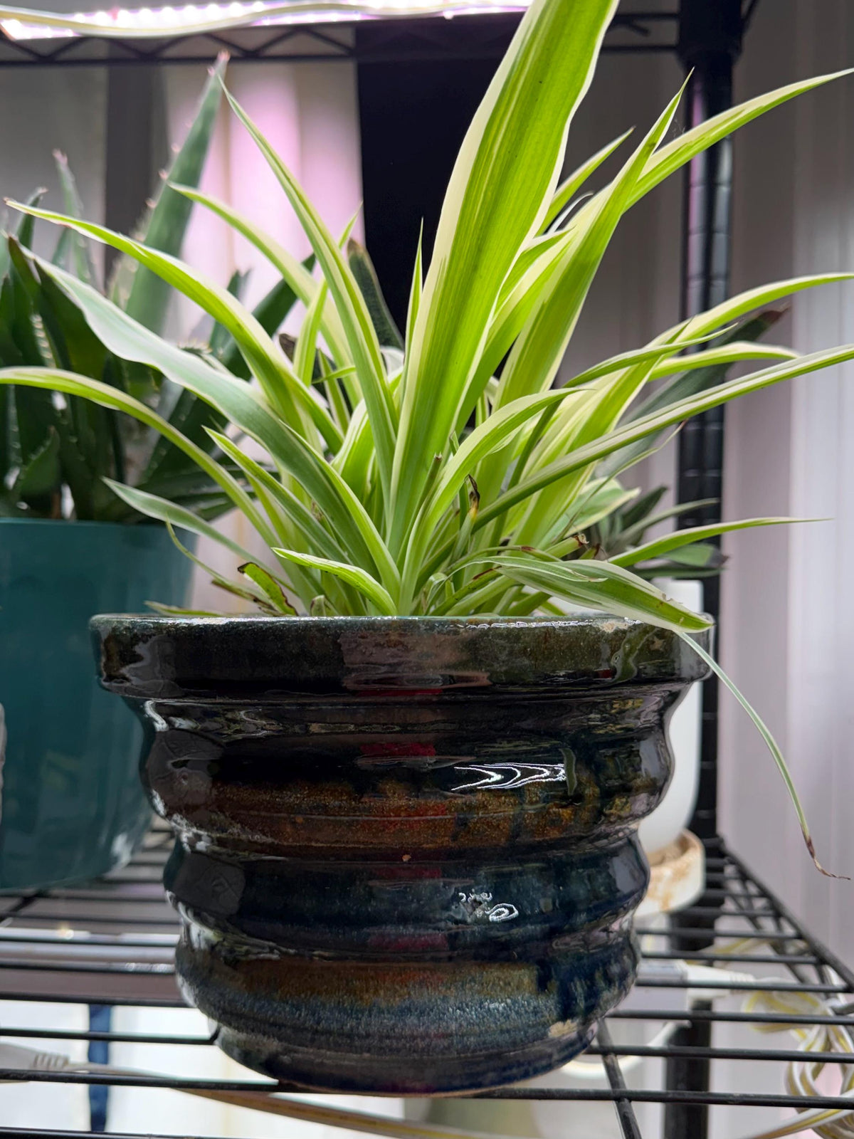 Mature Variegated Spider Plant + Handmade Ceramic Planter | Exact Plant