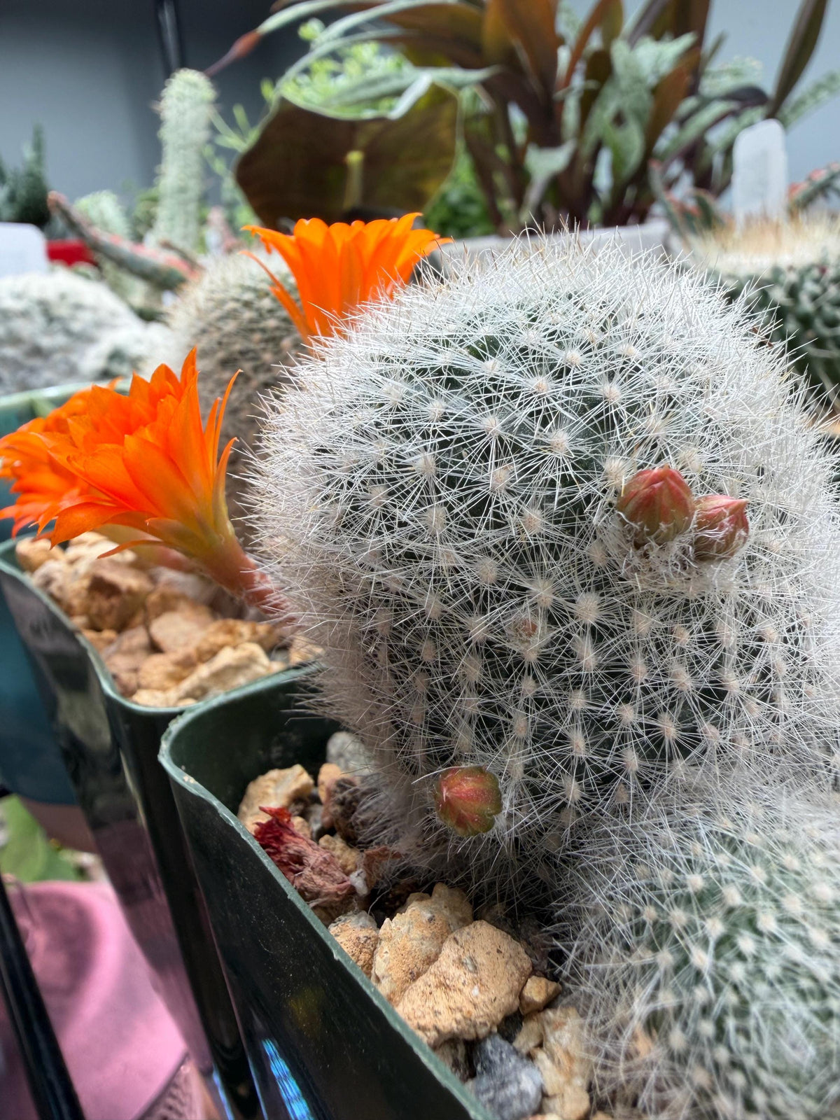 Rebutia muscula – Powder Puff Cactus Live Plant