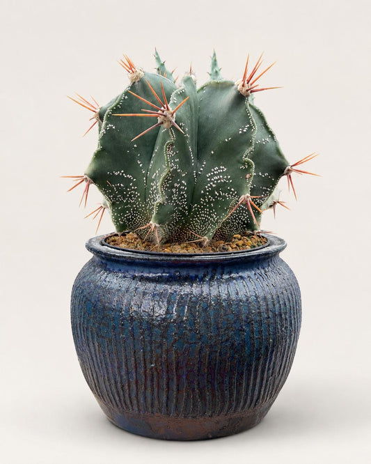 Mature Astrophytum Ornatum Cactus + Handmade Blue Ceramic Planter | Exact Plant