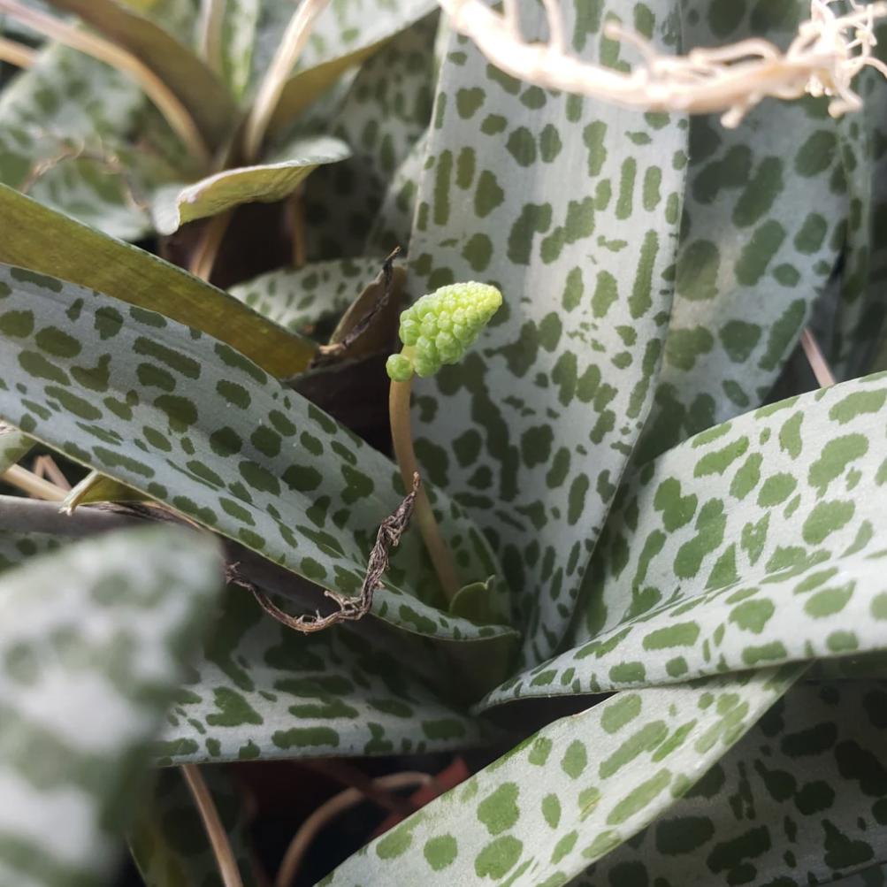 Silver Squill – Ledebouria socialis | 4” Live Spotted Houseplant