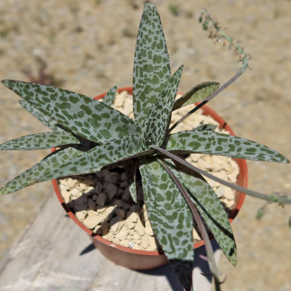 Silver Squill – Ledebouria socialis | 4” Live Spotted Houseplant