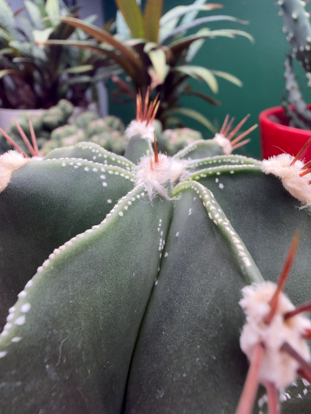 Mature Astrophytum Ornatum Cactus + Handmade Blue Ceramic Planter | Exact Plant