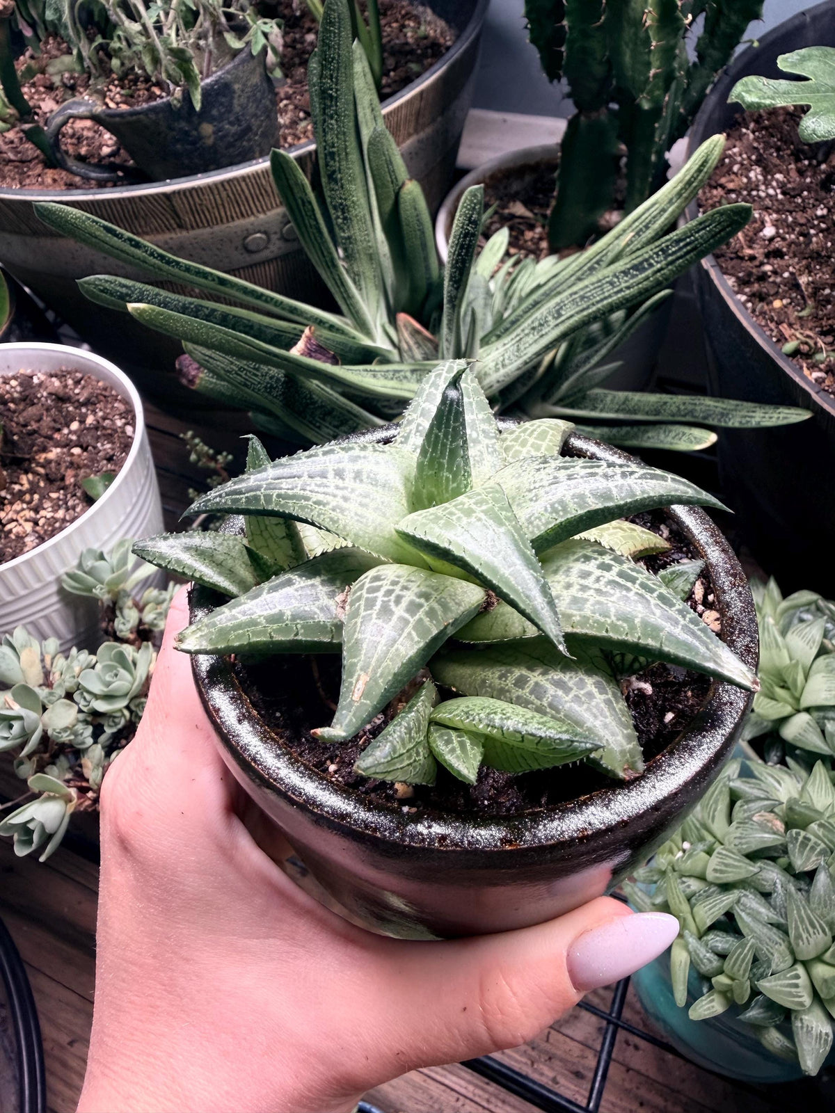 Haworthia Tessellata – Haworthia venosa subsp. tessellata | Live Succulent + Designer Pot