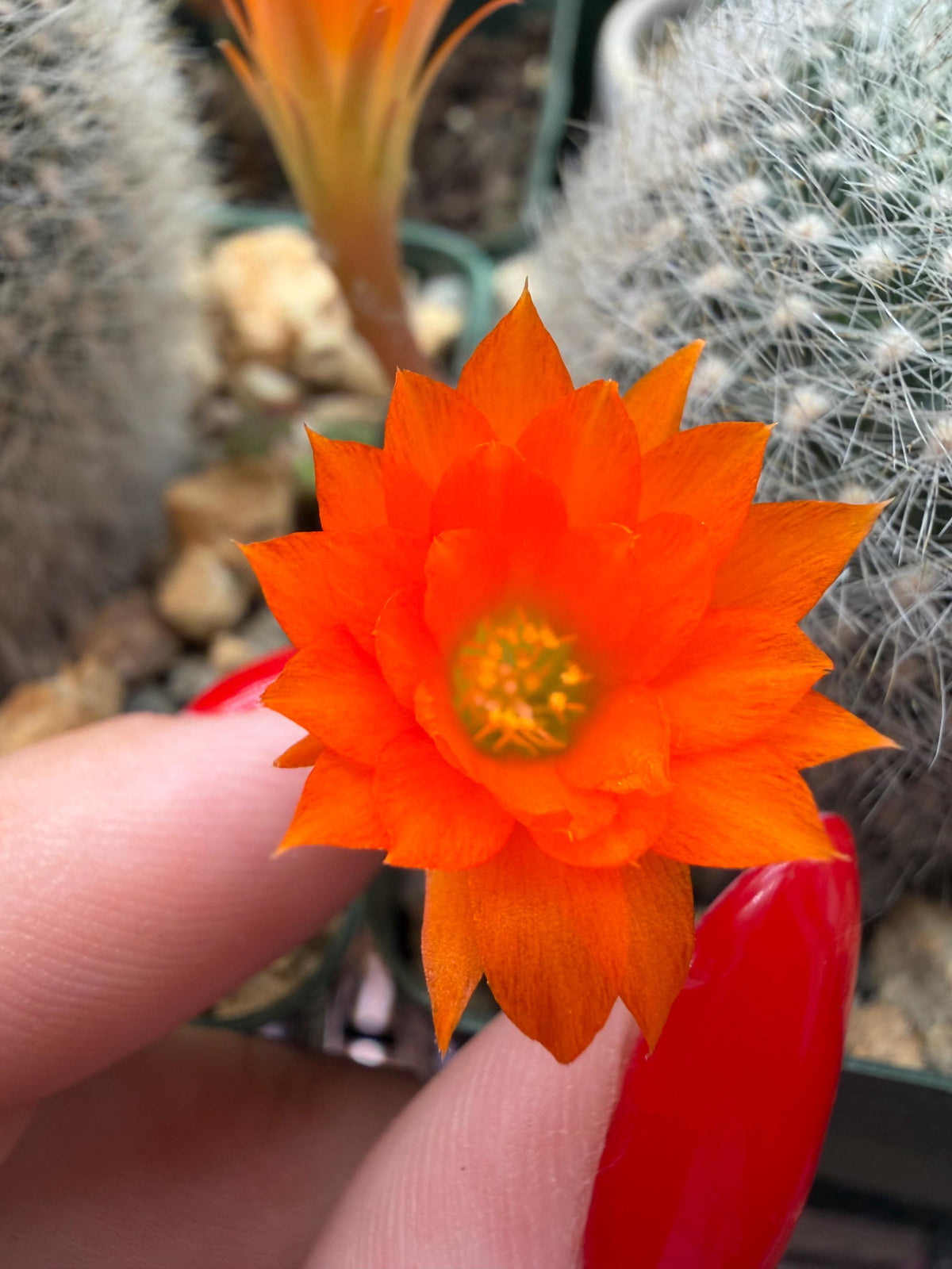 Rebutia muscula – Powder Puff Cactus Live Plant