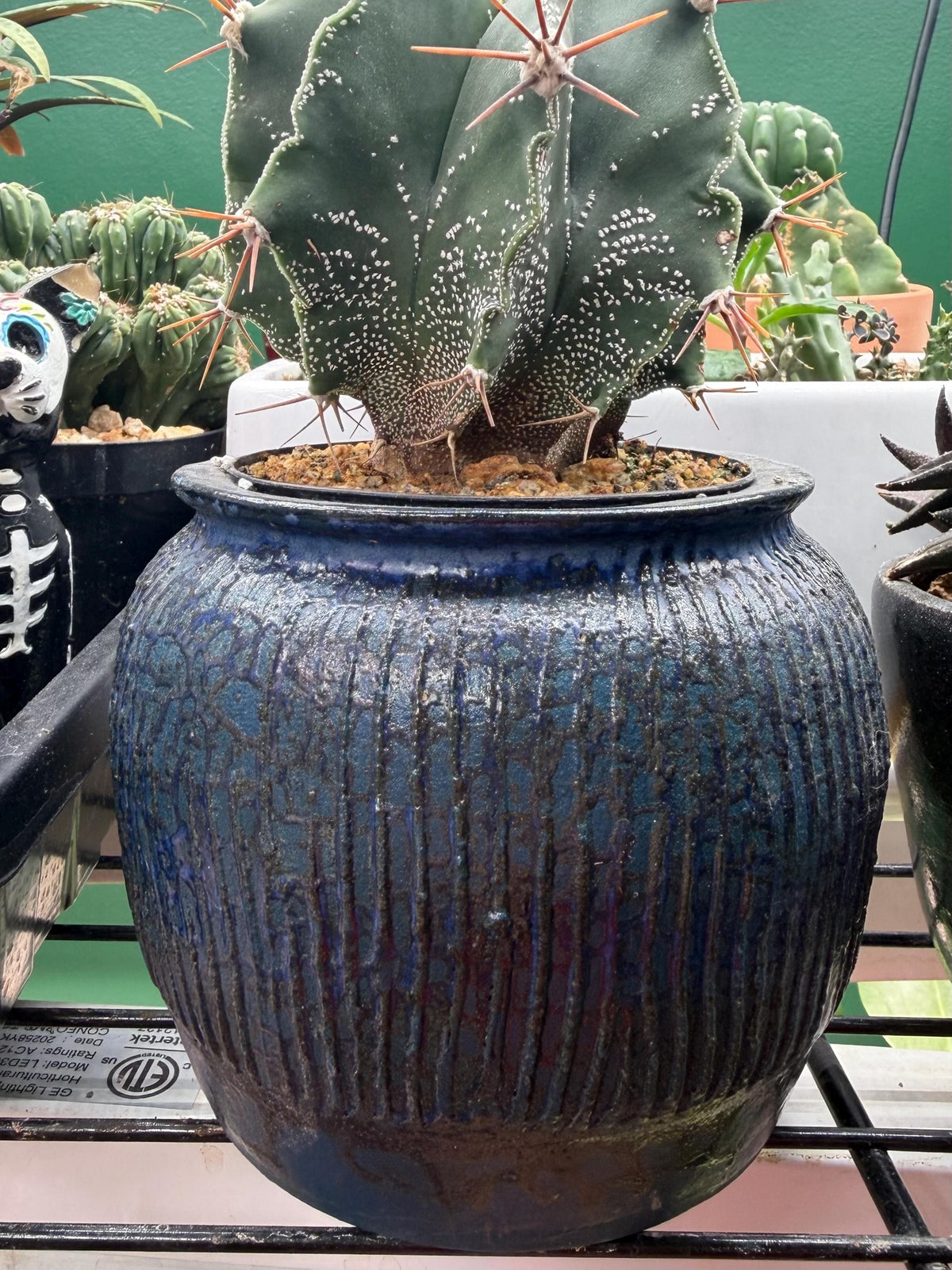 Mature Astrophytum Ornatum Cactus + Handmade Blue Ceramic Planter | Exact Plant