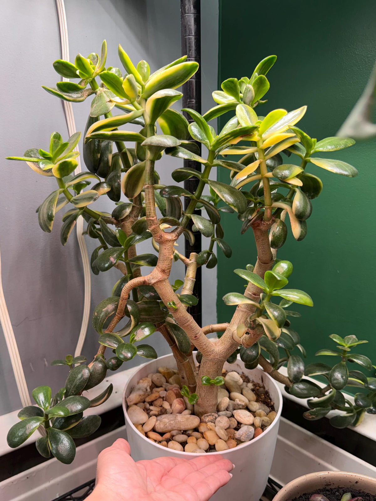 Large Mature Variegated Lemon Jade Plant – Crassula ovata | Exact Plant