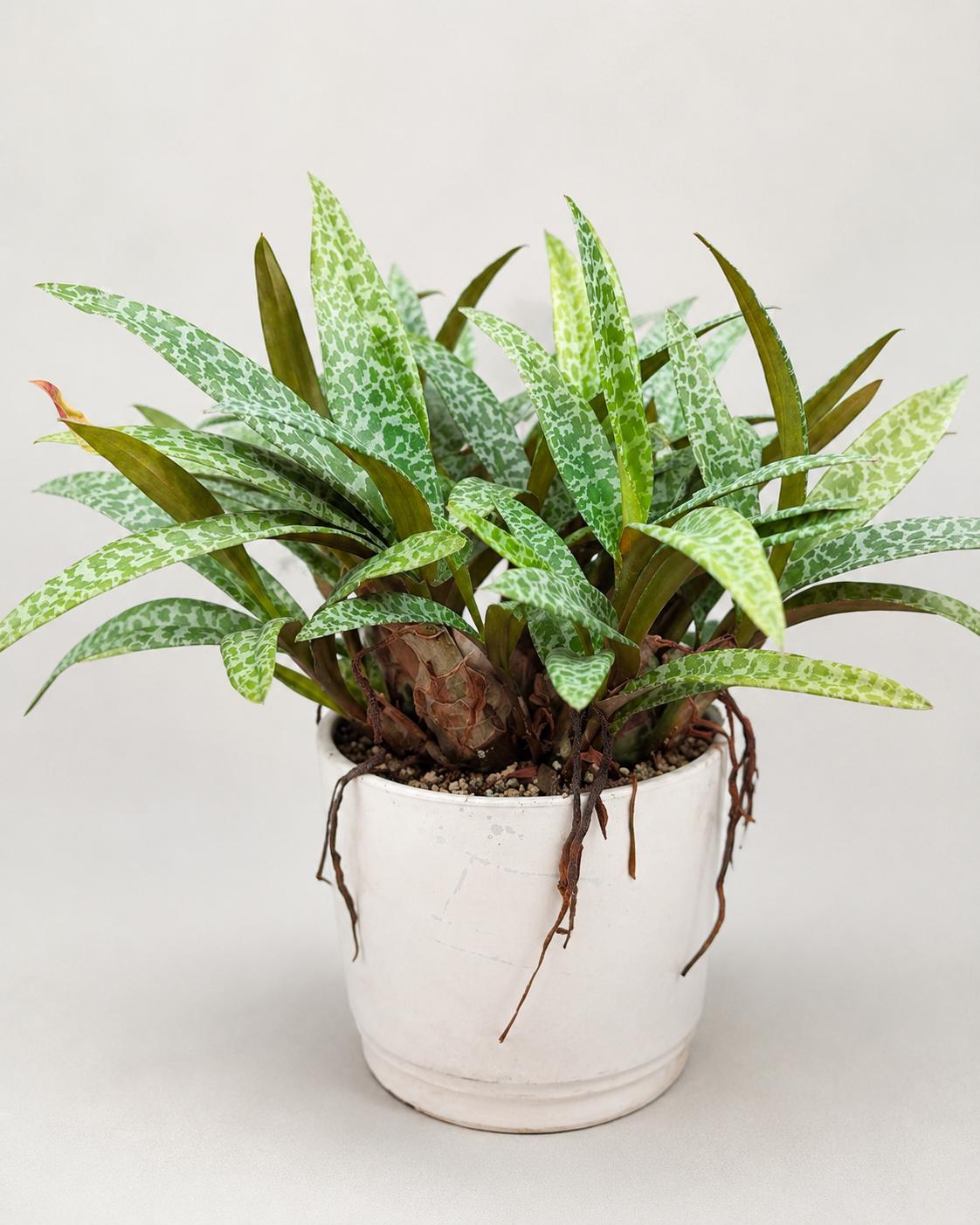 Large Mature Silver Squill – Ledebouria socialis | Exact Plant