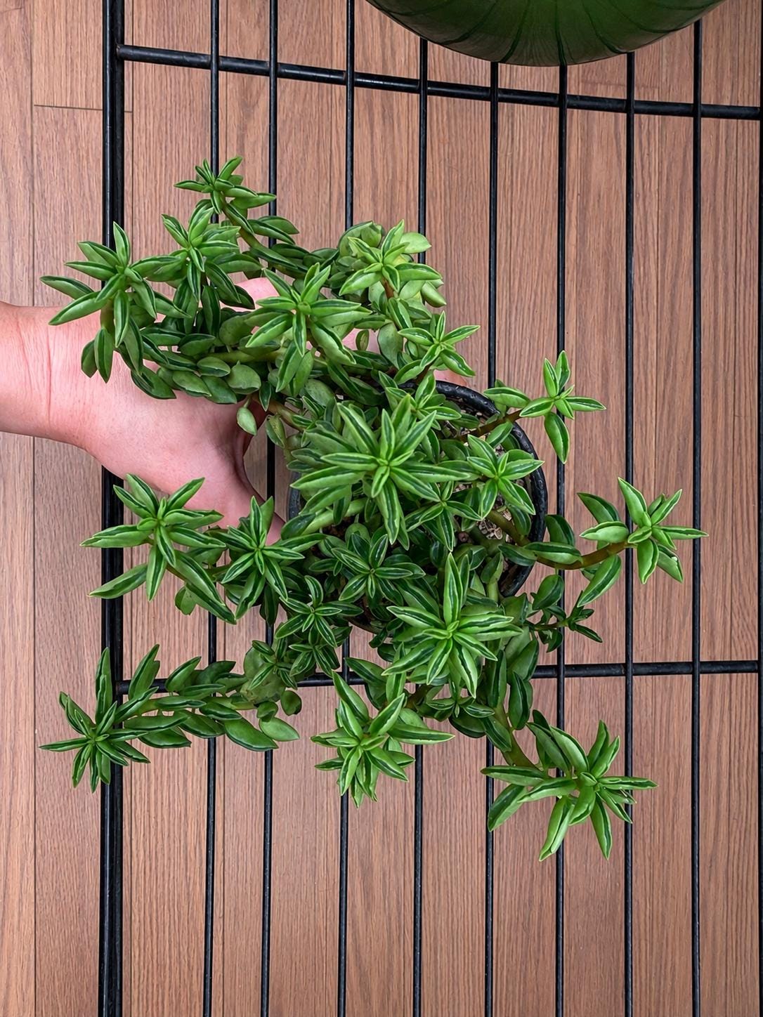 Mature Peperomia nivalis – Trailing Live Plant in Ceramic Pot