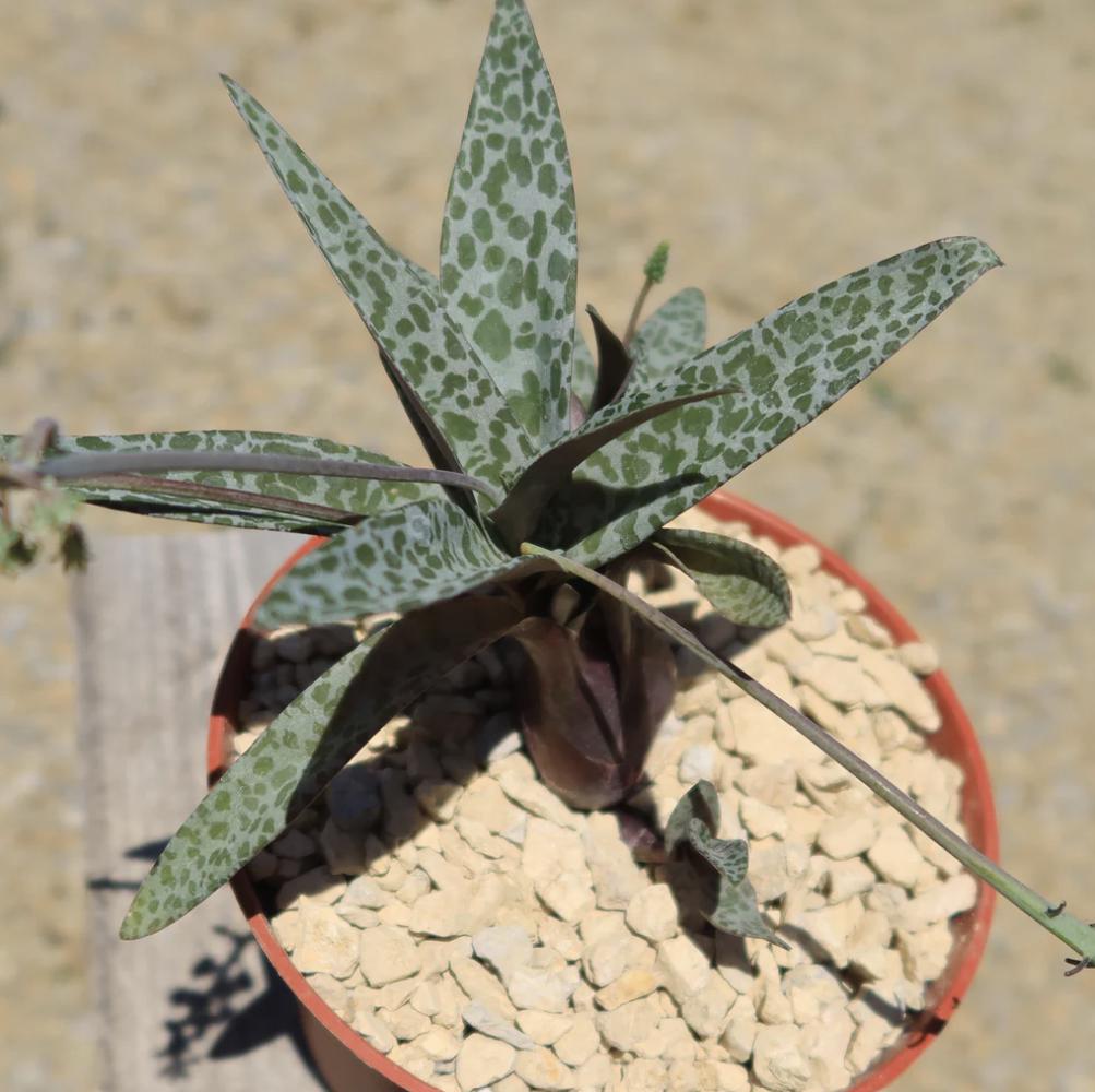 Silver Squill – Ledebouria socialis | 4” Live Spotted Houseplant