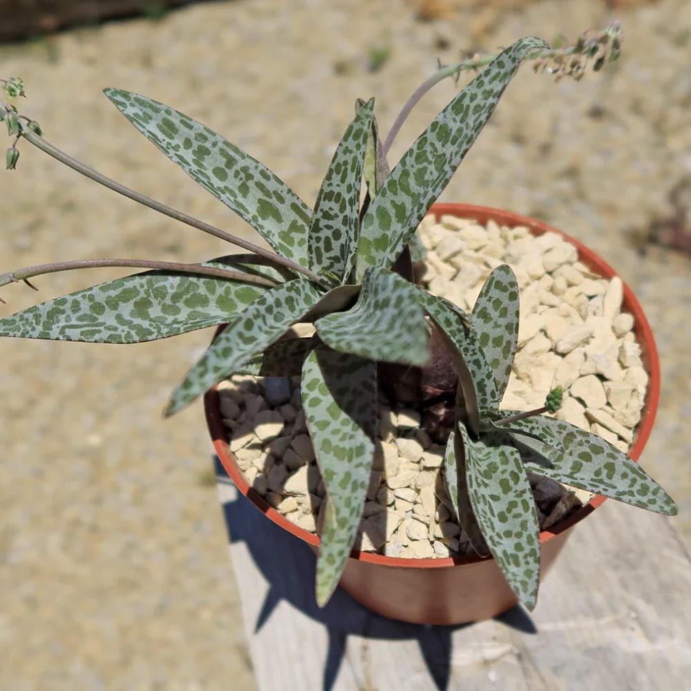 Silver Squill – Ledebouria socialis | 4” Live Spotted Houseplant