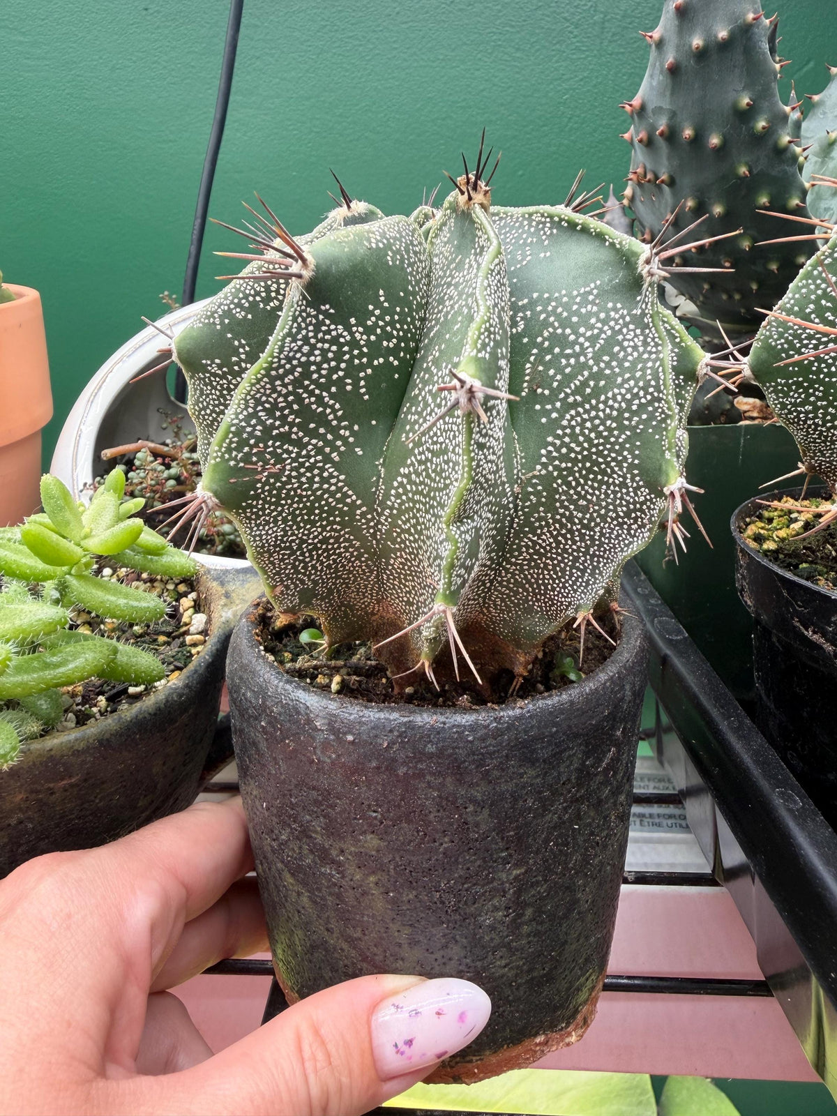 Mature Astrophytum Ornatum Cactus + Handmade Charcoal Ceramic Planter | Exact Plant