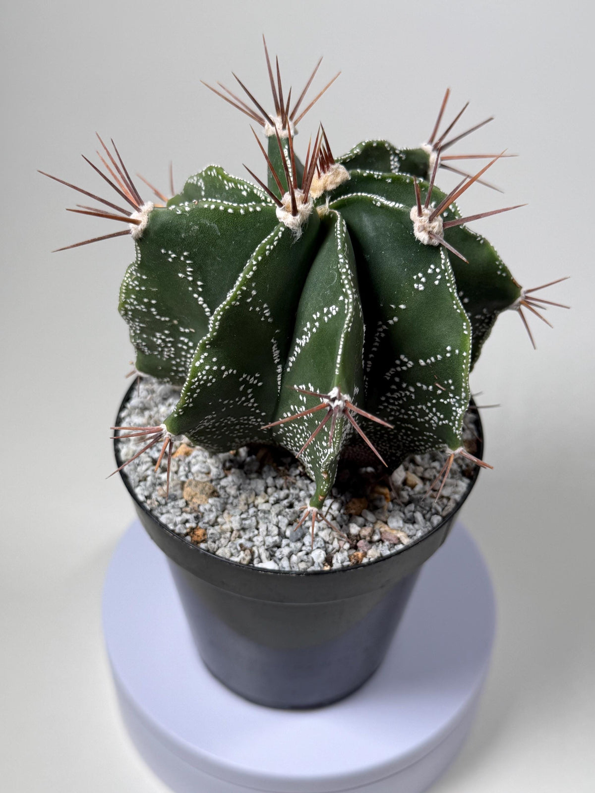 Monk’s Hood Cactus – Astrophytum ornatum 4” Live Cactus