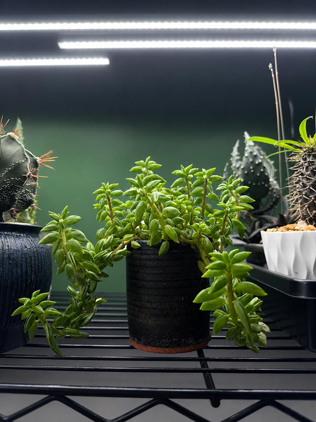 Mature Peperomia nivalis – Trailing Live Plant in Ceramic Pot