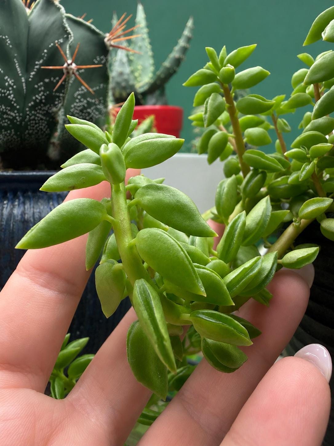 Mature Peperomia nivalis – Trailing Live Plant in Ceramic Pot