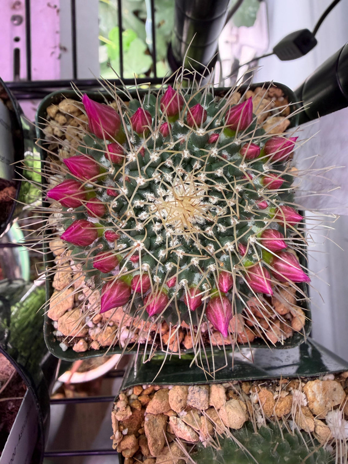 Un Pico Cactus – Mammillaria spinosissima ‘Un Pico’ | 4” Live Cactus