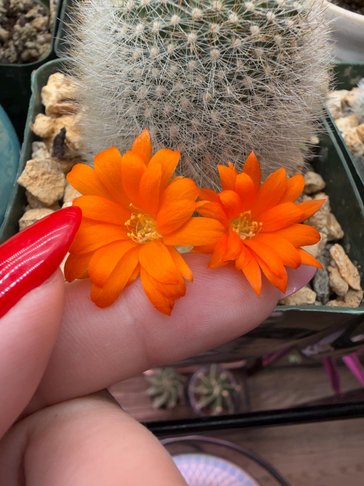 Rebutia muscula – Powder Puff Cactus Live Plant