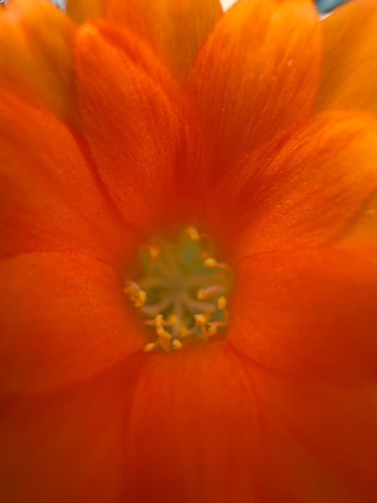 Rebutia muscula – Powder Puff Cactus Live Plant