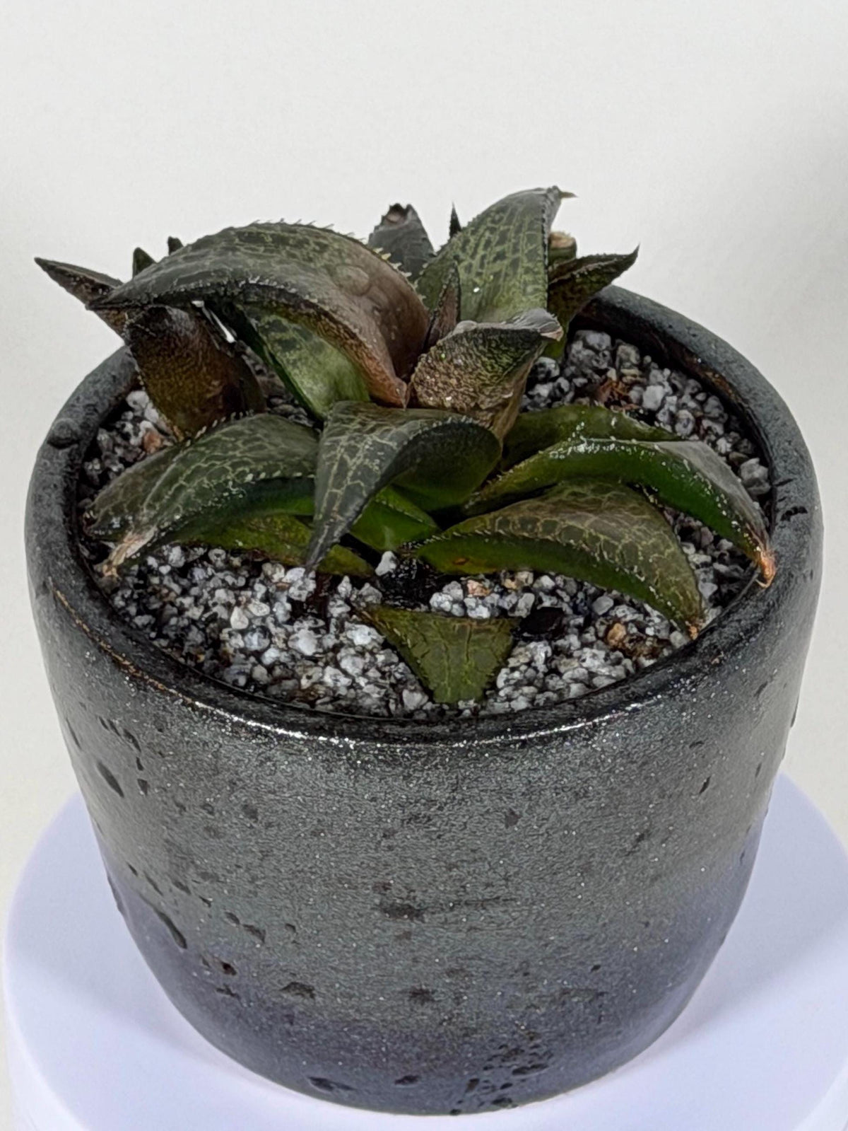 Haworthia Tessellata – Haworthia venosa subsp. tessellata | Live Succulent + Designer Pot