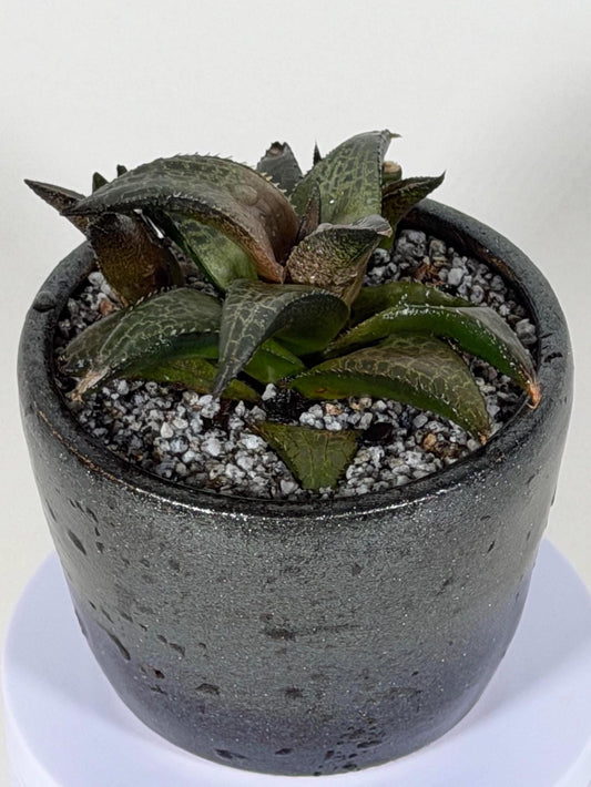 Haworthia Tessellata – Haworthia venosa subsp. tessellata | Live Succulent + Designer Pot