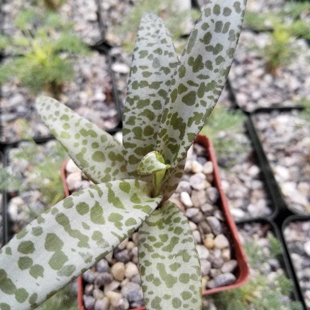 Silver Squill – Ledebouria socialis | 4” Live Spotted Houseplant