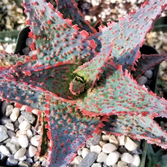 Aloe ‘Oik’ – 4” Live Dwarf Aloe Succulent