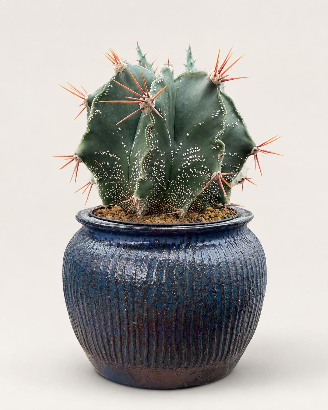 Mature Astrophytum Ornatum Cactus + Handmade Blue Ceramic Planter | Exact Plant
