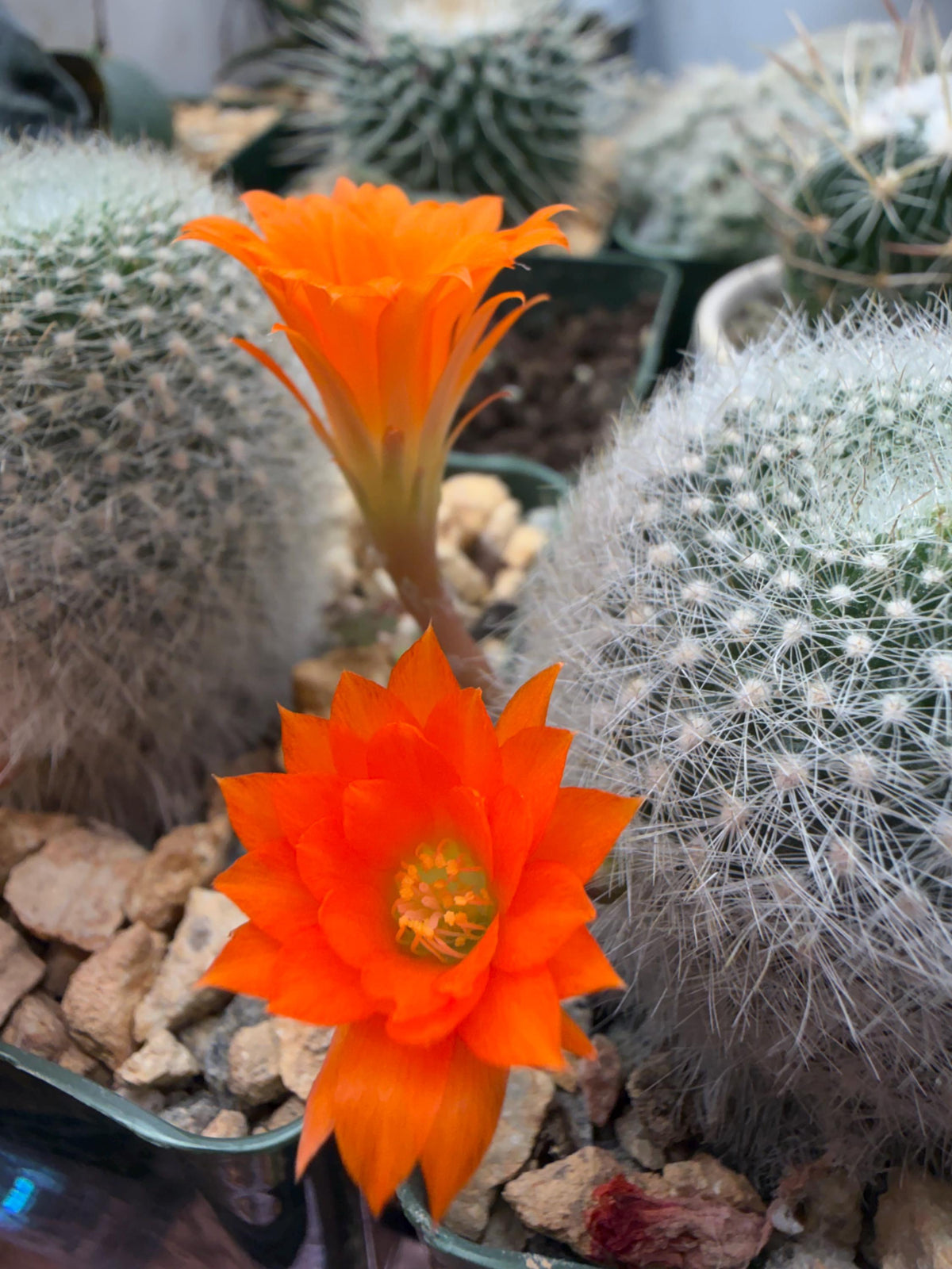 Rebutia muscula – Powder Puff Cactus Live Plant