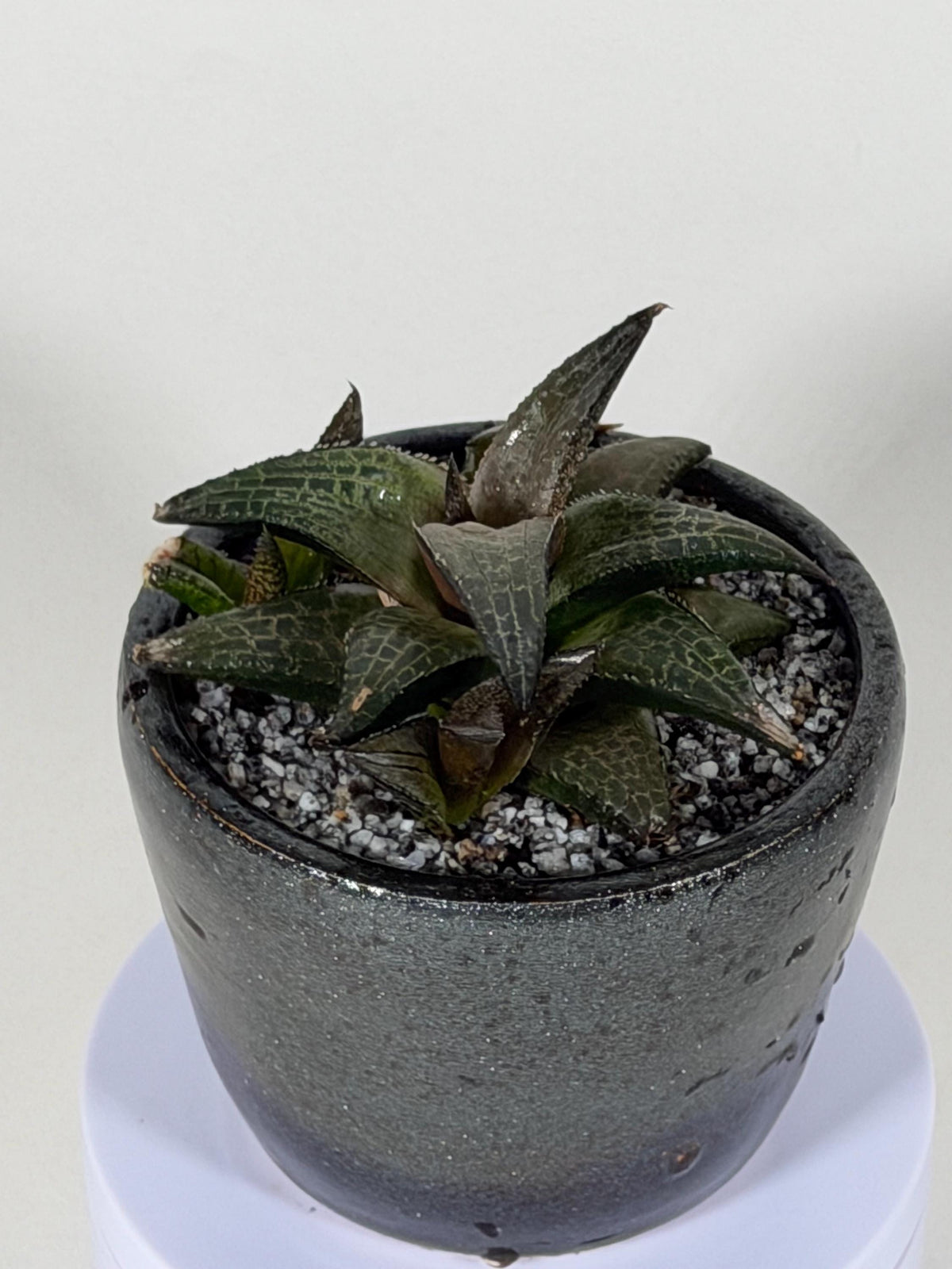 Haworthia Tessellata – Haworthia venosa subsp. tessellata | Live Succulent + Designer Pot