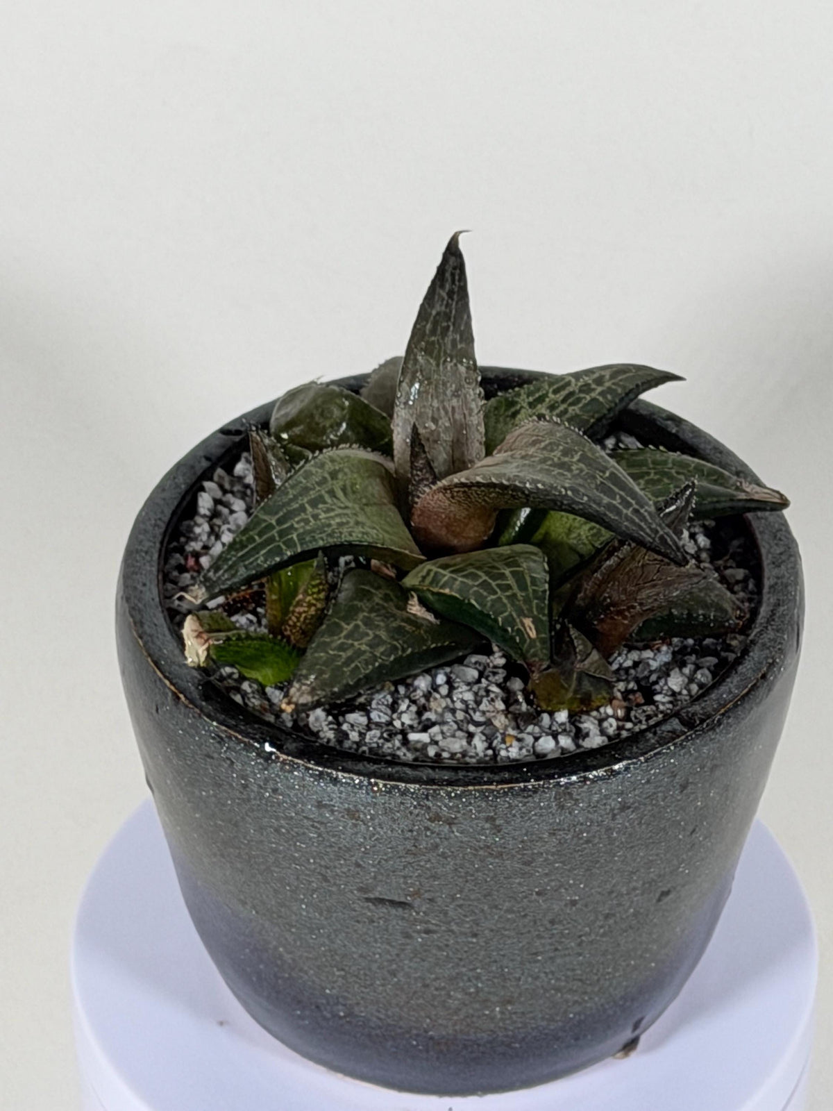 Haworthia Tessellata – Haworthia venosa subsp. tessellata | Live Succulent + Designer Pot