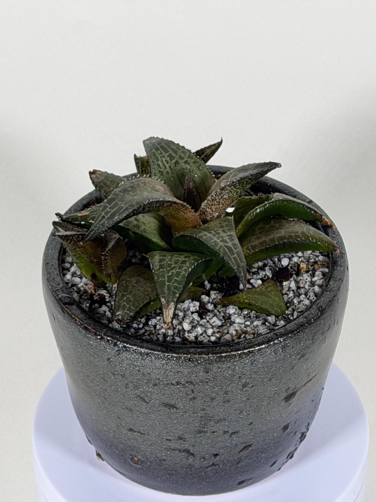 Haworthia Tessellata – Haworthia venosa subsp. tessellata | Live Succulent + Designer Pot