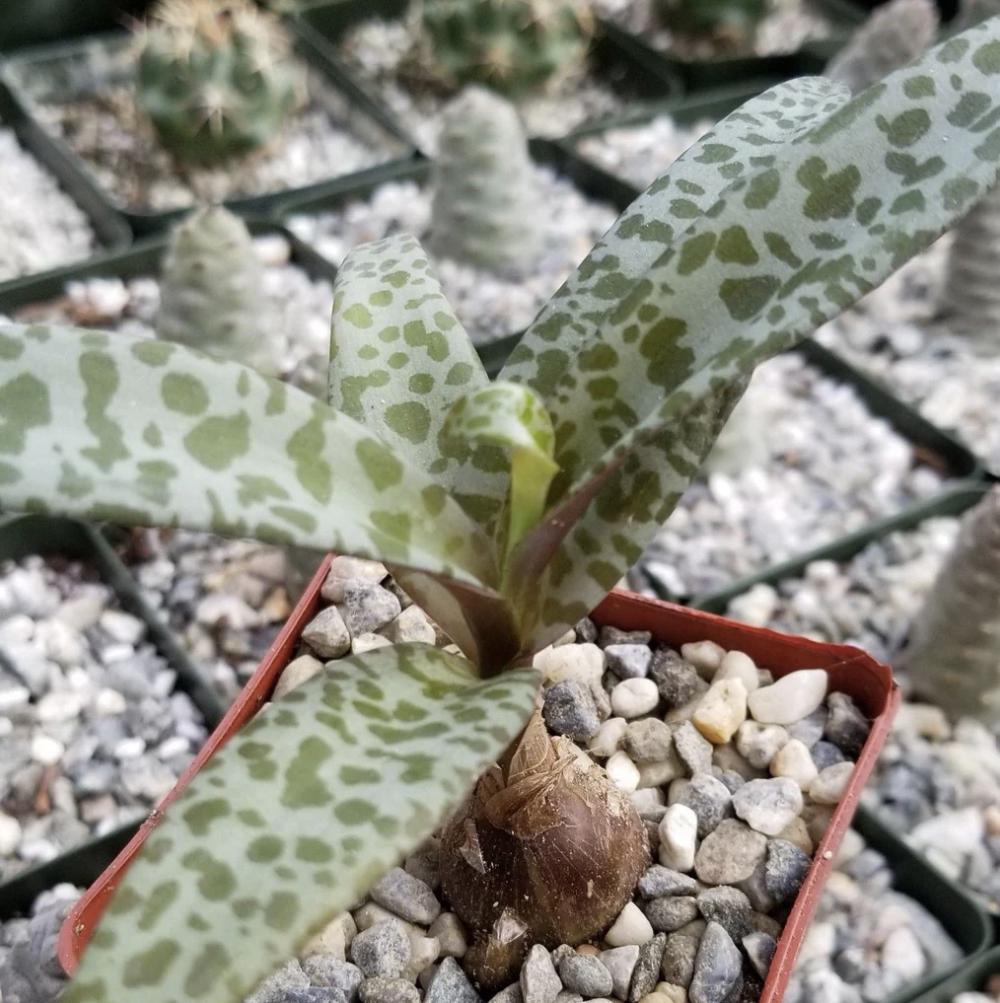 Silver Squill – Ledebouria socialis | 4” Live Spotted Houseplant