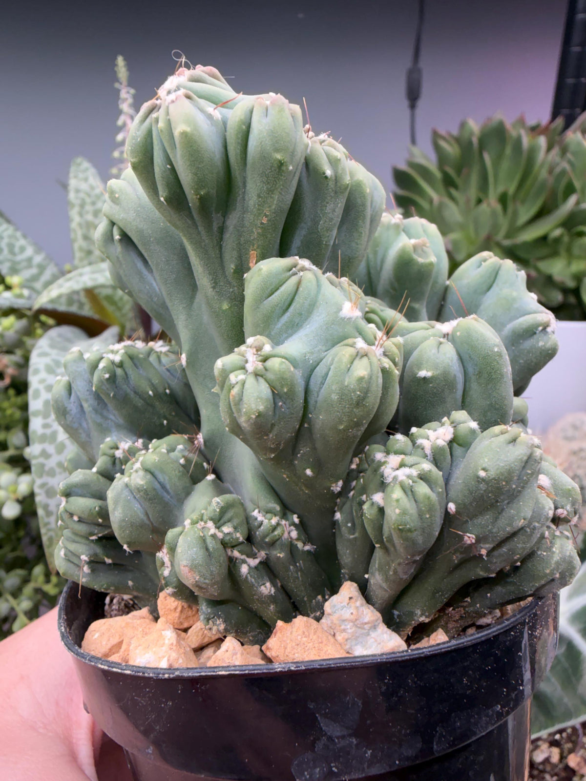 Ming Thing Cactus — Cereus forbesii Monstrose