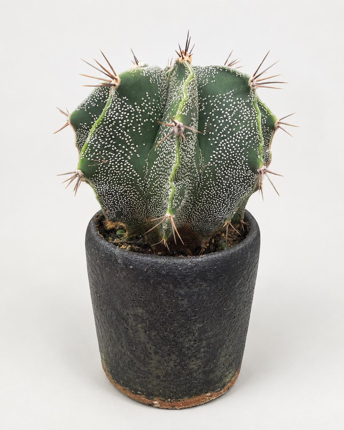 Mature Astrophytum Ornatum Cactus + Handmade Charcoal Ceramic Planter | Exact Plant