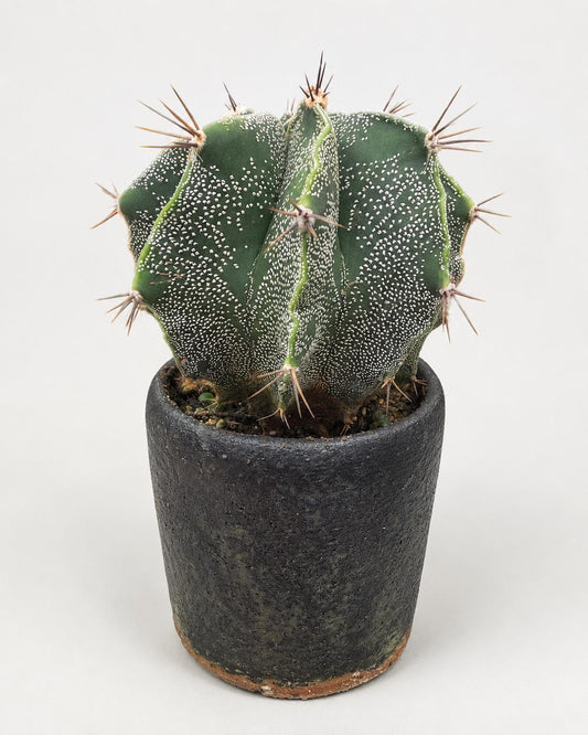 Mature Astrophytum Ornatum Cactus + Handmade Charcoal Ceramic Planter | Exact Plant