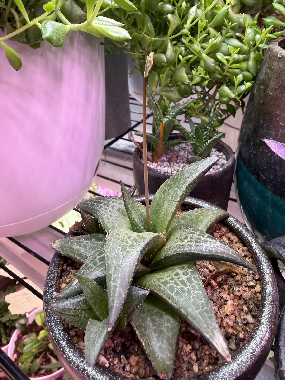 Haworthia Tessellata – Haworthia venosa subsp. tessellata | Live Succulent + Designer Pot