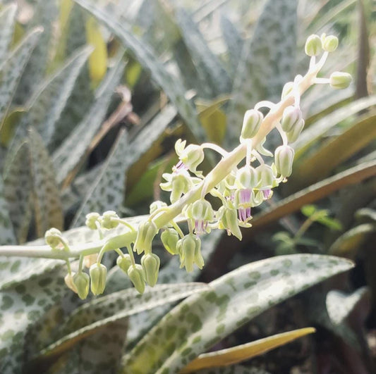 Silver Squill – Ledebouria socialis | 4” Live Spotted Houseplant