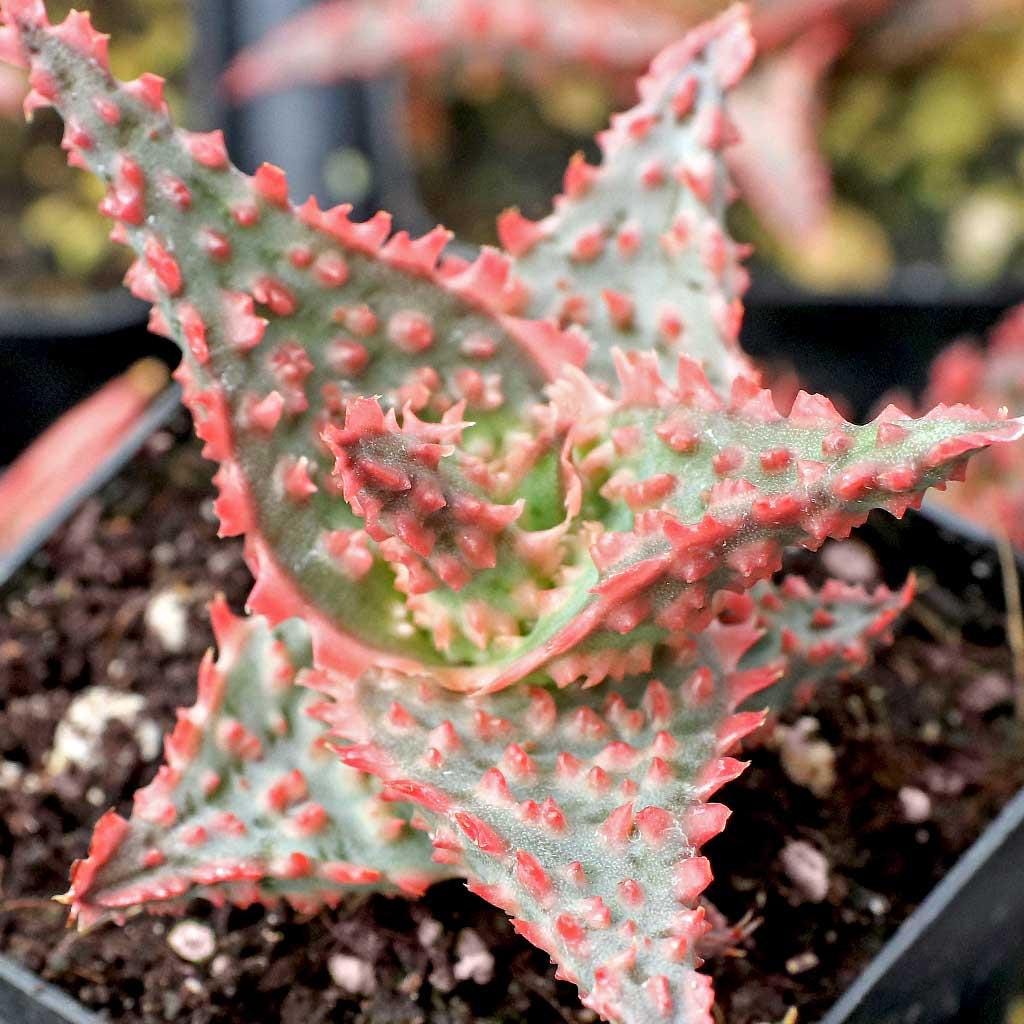 Aloe ‘Oik’ – 4” Live Dwarf Aloe Succulent