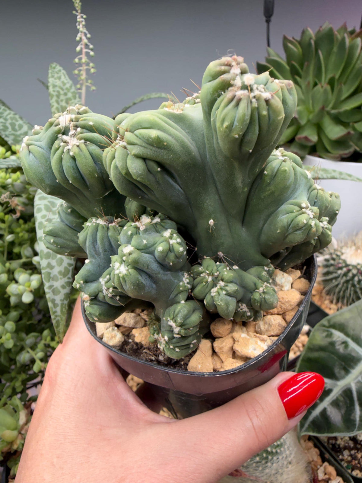 Ming Thing Cactus — Cereus forbesii Monstrose